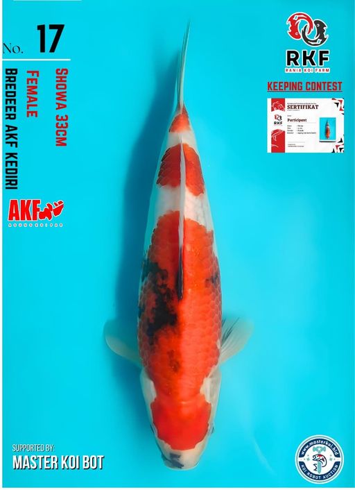 Lelang Koi Online, Jual Beli Ikan Koi, Pusat Jual Beli Koi, Info Lelang Koi Hari Ini, Platform Jual Beli Koi, Jual Beli Ikan Koi Online, Marketplace Ikan Koi, Jual Koi Terbaik, Tempat Beli Koi Berkualitas, Pasar Ikan Koi Online Terpercaya, Penjual Ikan Koi Terpercaya, Beli Koi Hias Online, Ikan Koi untuk Dijual, Koi Kualitas Terbaik, Toko Online Ikan Koi, Koi Hias Untuk Dijual, Jual Beli Ikan Koi Lokal, Koi Indonesia Online, Pusat Jual Beli Koi Terbesar