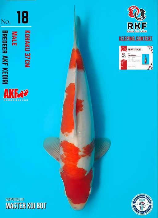 Lelang Koi Online, Jual Beli Ikan Koi, Pusat Jual Beli Koi, Info Lelang Koi Hari Ini, Platform Jual Beli Koi, Jual Beli Ikan Koi Online, Marketplace Ikan Koi, Jual Koi Terbaik, Tempat Beli Koi Berkualitas, Pasar Ikan Koi Online Terpercaya, Penjual Ikan Koi Terpercaya, Beli Koi Hias Online, Ikan Koi untuk Dijual, Koi Kualitas Terbaik, Toko Online Ikan Koi, Koi Hias Untuk Dijual, Jual Beli Ikan Koi Lokal, Koi Indonesia Online, Pusat Jual Beli Koi Terbesar