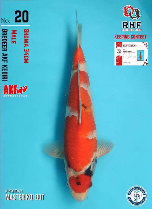 Lelang Koi Online, Jual Beli Ikan Koi, Pusat Jual Beli Koi, Info Lelang Koi Hari Ini, Platform Jual Beli Koi, Jual Beli Ikan Koi Online, Marketplace Ikan Koi, Jual Koi Terbaik, Tempat Beli Koi Berkualitas, Pasar Ikan Koi Online Terpercaya, Penjual Ikan Koi Terpercaya, Beli Koi Hias Online, Ikan Koi untuk Dijual, Koi Kualitas Terbaik, Toko Online Ikan Koi, Koi Hias Untuk Dijual, Jual Beli Ikan Koi Lokal, Koi Indonesia Online, Pusat Jual Beli Koi Terbesar