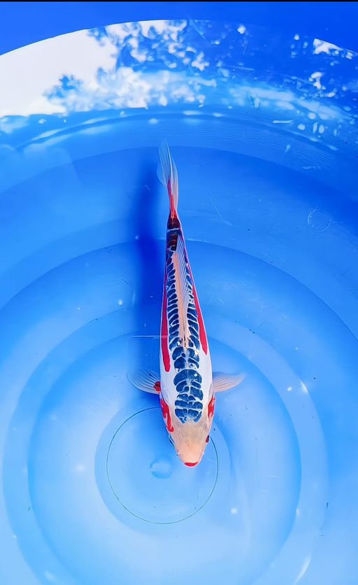 Lelang Koi Online, Jual Beli Ikan Koi, Pusat Jual Beli Koi, Info Lelang Koi Hari Ini, Platform Jual Beli Koi, Jual Beli Ikan Koi Online, Marketplace Ikan Koi, Jual Koi Terbaik, Tempat Beli Koi Berkualitas, Pasar Ikan Koi Online Terpercaya, Penjual Ikan Koi Terpercaya, Beli Koi Hias Online, Ikan Koi untuk Dijual, Koi Kualitas Terbaik, Toko Online Ikan Koi, Koi Hias Untuk Dijual, Jual Beli Ikan Koi Lokal, Koi Indonesia Online, Pusat Jual Beli Koi Terbesar