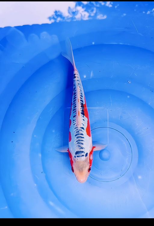 Lelang Koi Online, Jual Beli Ikan Koi, Pusat Jual Beli Koi, Info Lelang Koi Hari Ini, Platform Jual Beli Koi, Jual Beli Ikan Koi Online, Marketplace Ikan Koi, Jual Koi Terbaik, Tempat Beli Koi Berkualitas, Pasar Ikan Koi Online Terpercaya, Penjual Ikan Koi Terpercaya, Beli Koi Hias Online, Ikan Koi untuk Dijual, Koi Kualitas Terbaik, Toko Online Ikan Koi, Koi Hias Untuk Dijual, Jual Beli Ikan Koi Lokal, Koi Indonesia Online, Pusat Jual Beli Koi Terbesar