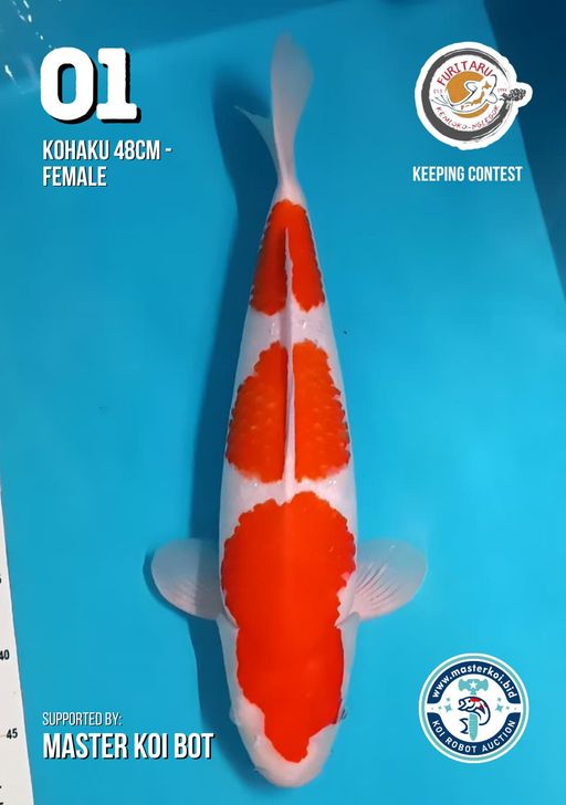 Lelang Koi Online, Jual Beli Ikan Koi, Pusat Jual Beli Koi, Info Lelang Koi Hari Ini, Platform Jual Beli Koi, Jual Beli Ikan Koi Online, Marketplace Ikan Koi, Jual Koi Terbaik, Tempat Beli Koi Berkualitas, Pasar Ikan Koi Online Terpercaya, Penjual Ikan Koi Terpercaya, Beli Koi Hias Online, Ikan Koi untuk Dijual, Koi Kualitas Terbaik, Toko Online Ikan Koi, Koi Hias Untuk Dijual, Jual Beli Ikan Koi Lokal, Koi Indonesia Online, Pusat Jual Beli Koi Terbesar