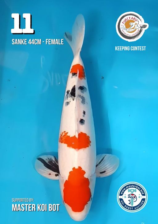 Lelang Koi Online, Jual Beli Ikan Koi, Pusat Jual Beli Koi, Info Lelang Koi Hari Ini, Platform Jual Beli Koi, Jual Beli Ikan Koi Online, Marketplace Ikan Koi, Jual Koi Terbaik, Tempat Beli Koi Berkualitas, Pasar Ikan Koi Online Terpercaya, Penjual Ikan Koi Terpercaya, Beli Koi Hias Online, Ikan Koi untuk Dijual, Koi Kualitas Terbaik, Toko Online Ikan Koi, Koi Hias Untuk Dijual, Jual Beli Ikan Koi Lokal, Koi Indonesia Online, Pusat Jual Beli Koi Terbesar