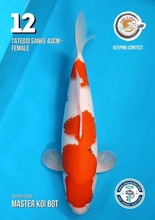 Lelang Koi Online, Jual Beli Ikan Koi, Pusat Jual Beli Koi, Info Lelang Koi Hari Ini, Platform Jual Beli Koi, Jual Beli Ikan Koi Online, Marketplace Ikan Koi, Jual Koi Terbaik, Tempat Beli Koi Berkualitas, Pasar Ikan Koi Online Terpercaya, Penjual Ikan Koi Terpercaya, Beli Koi Hias Online, Ikan Koi untuk Dijual, Koi Kualitas Terbaik, Toko Online Ikan Koi, Koi Hias Untuk Dijual, Jual Beli Ikan Koi Lokal, Koi Indonesia Online, Pusat Jual Beli Koi Terbesar