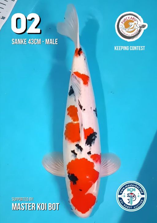 Lelang Koi Online, Jual Beli Ikan Koi, Pusat Jual Beli Koi, Info Lelang Koi Hari Ini, Platform Jual Beli Koi, Jual Beli Ikan Koi Online, Marketplace Ikan Koi, Jual Koi Terbaik, Tempat Beli Koi Berkualitas, Pasar Ikan Koi Online Terpercaya, Penjual Ikan Koi Terpercaya, Beli Koi Hias Online, Ikan Koi untuk Dijual, Koi Kualitas Terbaik, Toko Online Ikan Koi, Koi Hias Untuk Dijual, Jual Beli Ikan Koi Lokal, Koi Indonesia Online, Pusat Jual Beli Koi Terbesar