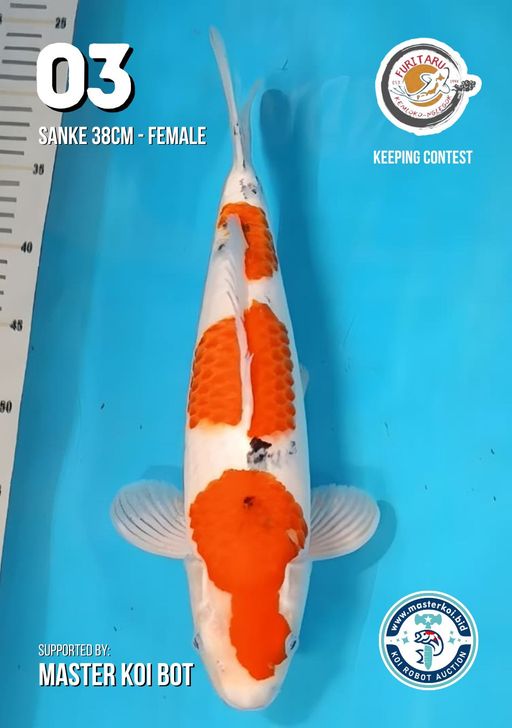 Lelang Koi Online, Jual Beli Ikan Koi, Pusat Jual Beli Koi, Info Lelang Koi Hari Ini, Platform Jual Beli Koi, Jual Beli Ikan Koi Online, Marketplace Ikan Koi, Jual Koi Terbaik, Tempat Beli Koi Berkualitas, Pasar Ikan Koi Online Terpercaya, Penjual Ikan Koi Terpercaya, Beli Koi Hias Online, Ikan Koi untuk Dijual, Koi Kualitas Terbaik, Toko Online Ikan Koi, Koi Hias Untuk Dijual, Jual Beli Ikan Koi Lokal, Koi Indonesia Online, Pusat Jual Beli Koi Terbesar