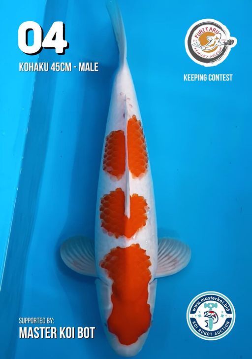 Lelang Koi Online, Jual Beli Ikan Koi, Pusat Jual Beli Koi, Info Lelang Koi Hari Ini, Platform Jual Beli Koi, Jual Beli Ikan Koi Online, Marketplace Ikan Koi, Jual Koi Terbaik, Tempat Beli Koi Berkualitas, Pasar Ikan Koi Online Terpercaya, Penjual Ikan Koi Terpercaya, Beli Koi Hias Online, Ikan Koi untuk Dijual, Koi Kualitas Terbaik, Toko Online Ikan Koi, Koi Hias Untuk Dijual, Jual Beli Ikan Koi Lokal, Koi Indonesia Online, Pusat Jual Beli Koi Terbesar
