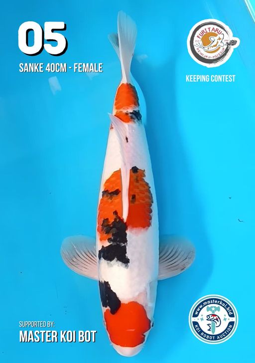 Lelang Koi Online, Jual Beli Ikan Koi, Pusat Jual Beli Koi, Info Lelang Koi Hari Ini, Platform Jual Beli Koi, Jual Beli Ikan Koi Online, Marketplace Ikan Koi, Jual Koi Terbaik, Tempat Beli Koi Berkualitas, Pasar Ikan Koi Online Terpercaya, Penjual Ikan Koi Terpercaya, Beli Koi Hias Online, Ikan Koi untuk Dijual, Koi Kualitas Terbaik, Toko Online Ikan Koi, Koi Hias Untuk Dijual, Jual Beli Ikan Koi Lokal, Koi Indonesia Online, Pusat Jual Beli Koi Terbesar