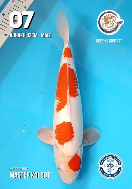 Lelang Koi Online, Jual Beli Ikan Koi, Pusat Jual Beli Koi, Info Lelang Koi Hari Ini, Platform Jual Beli Koi, Jual Beli Ikan Koi Online, Marketplace Ikan Koi, Jual Koi Terbaik, Tempat Beli Koi Berkualitas, Pasar Ikan Koi Online Terpercaya, Penjual Ikan Koi Terpercaya, Beli Koi Hias Online, Ikan Koi untuk Dijual, Koi Kualitas Terbaik, Toko Online Ikan Koi, Koi Hias Untuk Dijual, Jual Beli Ikan Koi Lokal, Koi Indonesia Online, Pusat Jual Beli Koi Terbesar