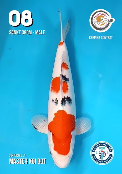 Lelang Koi Online, Jual Beli Ikan Koi, Pusat Jual Beli Koi, Info Lelang Koi Hari Ini, Platform Jual Beli Koi, Jual Beli Ikan Koi Online, Marketplace Ikan Koi, Jual Koi Terbaik, Tempat Beli Koi Berkualitas, Pasar Ikan Koi Online Terpercaya, Penjual Ikan Koi Terpercaya, Beli Koi Hias Online, Ikan Koi untuk Dijual, Koi Kualitas Terbaik, Toko Online Ikan Koi, Koi Hias Untuk Dijual, Jual Beli Ikan Koi Lokal, Koi Indonesia Online, Pusat Jual Beli Koi Terbesar