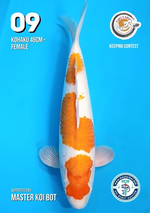 Lelang Koi Online, Jual Beli Ikan Koi, Pusat Jual Beli Koi, Info Lelang Koi Hari Ini, Platform Jual Beli Koi, Jual Beli Ikan Koi Online, Marketplace Ikan Koi, Jual Koi Terbaik, Tempat Beli Koi Berkualitas, Pasar Ikan Koi Online Terpercaya, Penjual Ikan Koi Terpercaya, Beli Koi Hias Online, Ikan Koi untuk Dijual, Koi Kualitas Terbaik, Toko Online Ikan Koi, Koi Hias Untuk Dijual, Jual Beli Ikan Koi Lokal, Koi Indonesia Online, Pusat Jual Beli Koi Terbesar