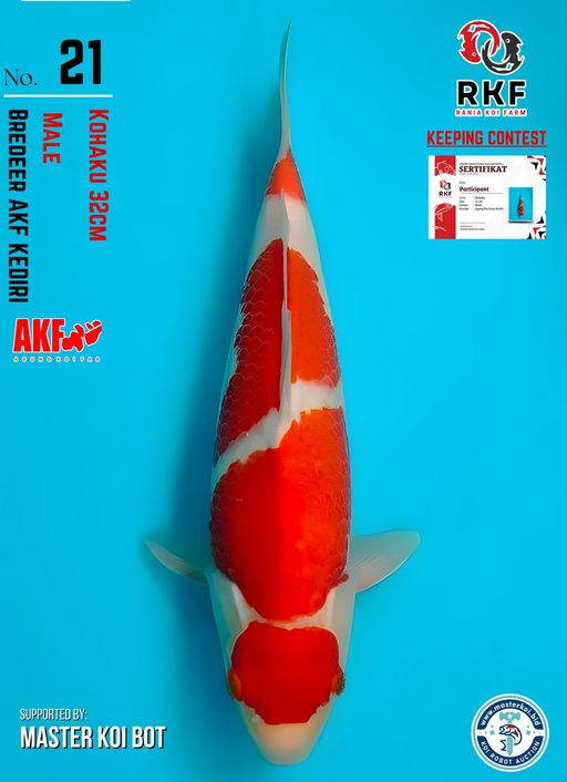 Lelang Koi Online, Jual Beli Ikan Koi, Pusat Jual Beli Koi, Info Lelang Koi Hari Ini, Platform Jual Beli Koi, Jual Beli Ikan Koi Online, Marketplace Ikan Koi, Jual Koi Terbaik, Tempat Beli Koi Berkualitas, Pasar Ikan Koi Online Terpercaya, Penjual Ikan Koi Terpercaya, Beli Koi Hias Online, Ikan Koi untuk Dijual, Koi Kualitas Terbaik, Toko Online Ikan Koi, Koi Hias Untuk Dijual, Jual Beli Ikan Koi Lokal, Koi Indonesia Online, Pusat Jual Beli Koi Terbesar