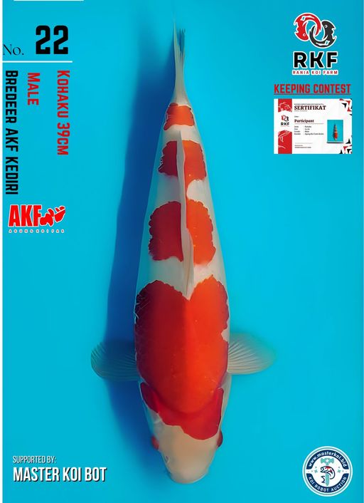 Lelang Koi Online, Jual Beli Ikan Koi, Pusat Jual Beli Koi, Info Lelang Koi Hari Ini, Platform Jual Beli Koi, Jual Beli Ikan Koi Online, Marketplace Ikan Koi, Jual Koi Terbaik, Tempat Beli Koi Berkualitas, Pasar Ikan Koi Online Terpercaya, Penjual Ikan Koi Terpercaya, Beli Koi Hias Online, Ikan Koi untuk Dijual, Koi Kualitas Terbaik, Toko Online Ikan Koi, Koi Hias Untuk Dijual, Jual Beli Ikan Koi Lokal, Koi Indonesia Online, Pusat Jual Beli Koi Terbesar