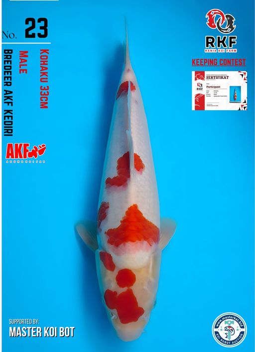 Lelang Koi Online, Jual Beli Ikan Koi, Pusat Jual Beli Koi, Info Lelang Koi Hari Ini, Platform Jual Beli Koi, Jual Beli Ikan Koi Online, Marketplace Ikan Koi, Jual Koi Terbaik, Tempat Beli Koi Berkualitas, Pasar Ikan Koi Online Terpercaya, Penjual Ikan Koi Terpercaya, Beli Koi Hias Online, Ikan Koi untuk Dijual, Koi Kualitas Terbaik, Toko Online Ikan Koi, Koi Hias Untuk Dijual, Jual Beli Ikan Koi Lokal, Koi Indonesia Online, Pusat Jual Beli Koi Terbesar