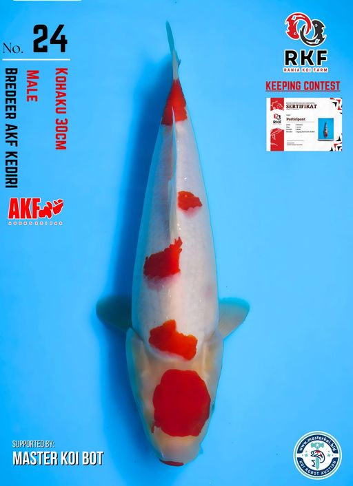 Lelang Koi Online, Jual Beli Ikan Koi, Pusat Jual Beli Koi, Info Lelang Koi Hari Ini, Platform Jual Beli Koi, Jual Beli Ikan Koi Online, Marketplace Ikan Koi, Jual Koi Terbaik, Tempat Beli Koi Berkualitas, Pasar Ikan Koi Online Terpercaya, Penjual Ikan Koi Terpercaya, Beli Koi Hias Online, Ikan Koi untuk Dijual, Koi Kualitas Terbaik, Toko Online Ikan Koi, Koi Hias Untuk Dijual, Jual Beli Ikan Koi Lokal, Koi Indonesia Online, Pusat Jual Beli Koi Terbesar