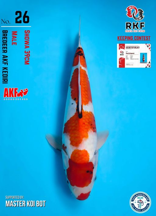 Lelang Koi Online, Jual Beli Ikan Koi, Pusat Jual Beli Koi, Info Lelang Koi Hari Ini, Platform Jual Beli Koi, Jual Beli Ikan Koi Online, Marketplace Ikan Koi, Jual Koi Terbaik, Tempat Beli Koi Berkualitas, Pasar Ikan Koi Online Terpercaya, Penjual Ikan Koi Terpercaya, Beli Koi Hias Online, Ikan Koi untuk Dijual, Koi Kualitas Terbaik, Toko Online Ikan Koi, Koi Hias Untuk Dijual, Jual Beli Ikan Koi Lokal, Koi Indonesia Online, Pusat Jual Beli Koi Terbesar