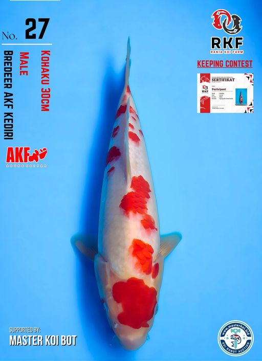 Lelang Koi Online, Jual Beli Ikan Koi, Pusat Jual Beli Koi, Info Lelang Koi Hari Ini, Platform Jual Beli Koi, Jual Beli Ikan Koi Online, Marketplace Ikan Koi, Jual Koi Terbaik, Tempat Beli Koi Berkualitas, Pasar Ikan Koi Online Terpercaya, Penjual Ikan Koi Terpercaya, Beli Koi Hias Online, Ikan Koi untuk Dijual, Koi Kualitas Terbaik, Toko Online Ikan Koi, Koi Hias Untuk Dijual, Jual Beli Ikan Koi Lokal, Koi Indonesia Online, Pusat Jual Beli Koi Terbesar