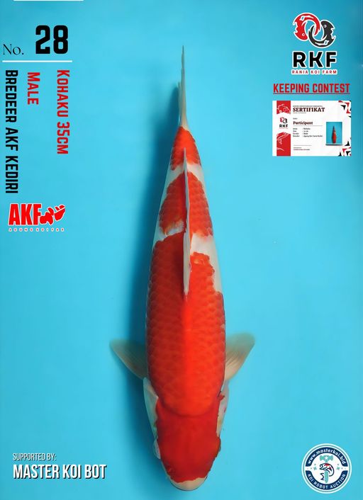 Lelang Koi Online, Jual Beli Ikan Koi, Pusat Jual Beli Koi, Info Lelang Koi Hari Ini, Platform Jual Beli Koi, Jual Beli Ikan Koi Online, Marketplace Ikan Koi, Jual Koi Terbaik, Tempat Beli Koi Berkualitas, Pasar Ikan Koi Online Terpercaya, Penjual Ikan Koi Terpercaya, Beli Koi Hias Online, Ikan Koi untuk Dijual, Koi Kualitas Terbaik, Toko Online Ikan Koi, Koi Hias Untuk Dijual, Jual Beli Ikan Koi Lokal, Koi Indonesia Online, Pusat Jual Beli Koi Terbesar
