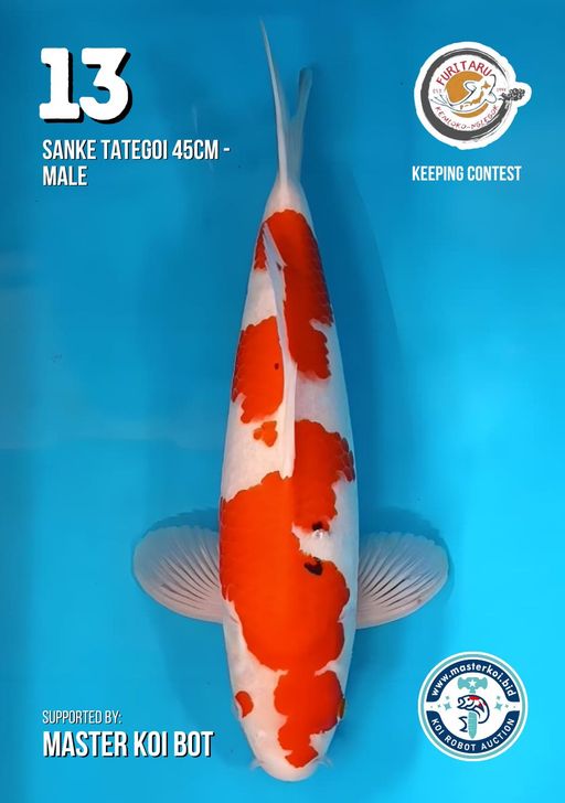 Lelang Koi Online, Jual Beli Ikan Koi, Pusat Jual Beli Koi, Info Lelang Koi Hari Ini, Platform Jual Beli Koi, Jual Beli Ikan Koi Online, Marketplace Ikan Koi, Jual Koi Terbaik, Tempat Beli Koi Berkualitas, Pasar Ikan Koi Online Terpercaya, Penjual Ikan Koi Terpercaya, Beli Koi Hias Online, Ikan Koi untuk Dijual, Koi Kualitas Terbaik, Toko Online Ikan Koi, Koi Hias Untuk Dijual, Jual Beli Ikan Koi Lokal, Koi Indonesia Online, Pusat Jual Beli Koi Terbesar