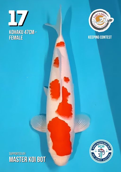 Lelang Koi Online, Jual Beli Ikan Koi, Pusat Jual Beli Koi, Info Lelang Koi Hari Ini, Platform Jual Beli Koi, Jual Beli Ikan Koi Online, Marketplace Ikan Koi, Jual Koi Terbaik, Tempat Beli Koi Berkualitas, Pasar Ikan Koi Online Terpercaya, Penjual Ikan Koi Terpercaya, Beli Koi Hias Online, Ikan Koi untuk Dijual, Koi Kualitas Terbaik, Toko Online Ikan Koi, Koi Hias Untuk Dijual, Jual Beli Ikan Koi Lokal, Koi Indonesia Online, Pusat Jual Beli Koi Terbesar
