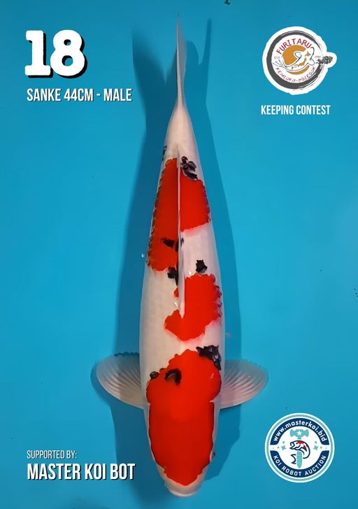 Lelang Koi Online, Jual Beli Ikan Koi, Pusat Jual Beli Koi, Info Lelang Koi Hari Ini, Platform Jual Beli Koi, Jual Beli Ikan Koi Online, Marketplace Ikan Koi, Jual Koi Terbaik, Tempat Beli Koi Berkualitas, Pasar Ikan Koi Online Terpercaya, Penjual Ikan Koi Terpercaya, Beli Koi Hias Online, Ikan Koi untuk Dijual, Koi Kualitas Terbaik, Toko Online Ikan Koi, Koi Hias Untuk Dijual, Jual Beli Ikan Koi Lokal, Koi Indonesia Online, Pusat Jual Beli Koi Terbesar