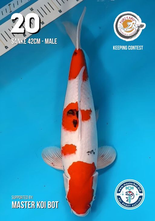 Lelang Koi Online, Jual Beli Ikan Koi, Pusat Jual Beli Koi, Info Lelang Koi Hari Ini, Platform Jual Beli Koi, Jual Beli Ikan Koi Online, Marketplace Ikan Koi, Jual Koi Terbaik, Tempat Beli Koi Berkualitas, Pasar Ikan Koi Online Terpercaya, Penjual Ikan Koi Terpercaya, Beli Koi Hias Online, Ikan Koi untuk Dijual, Koi Kualitas Terbaik, Toko Online Ikan Koi, Koi Hias Untuk Dijual, Jual Beli Ikan Koi Lokal, Koi Indonesia Online, Pusat Jual Beli Koi Terbesar