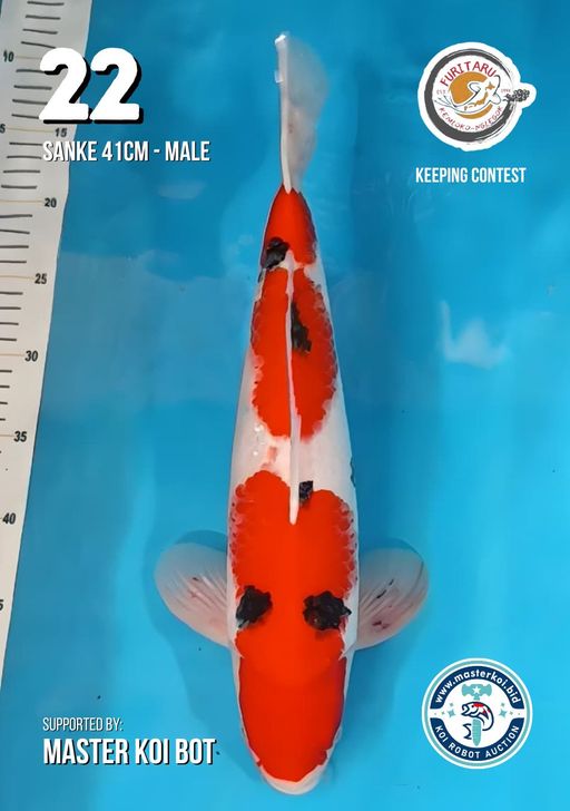 Lelang Koi Online, Jual Beli Ikan Koi, Pusat Jual Beli Koi, Info Lelang Koi Hari Ini, Platform Jual Beli Koi, Jual Beli Ikan Koi Online, Marketplace Ikan Koi, Jual Koi Terbaik, Tempat Beli Koi Berkualitas, Pasar Ikan Koi Online Terpercaya, Penjual Ikan Koi Terpercaya, Beli Koi Hias Online, Ikan Koi untuk Dijual, Koi Kualitas Terbaik, Toko Online Ikan Koi, Koi Hias Untuk Dijual, Jual Beli Ikan Koi Lokal, Koi Indonesia Online, Pusat Jual Beli Koi Terbesar