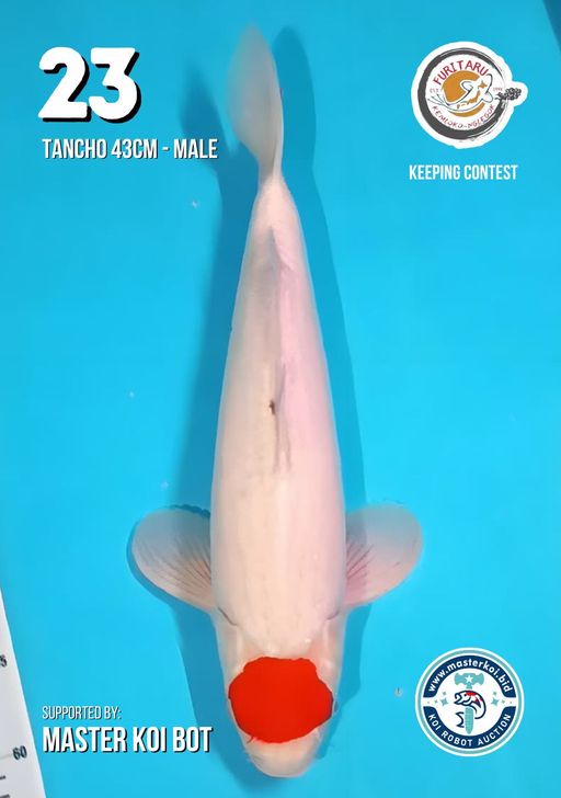 Lelang Koi Online, Jual Beli Ikan Koi, Pusat Jual Beli Koi, Info Lelang Koi Hari Ini, Platform Jual Beli Koi, Jual Beli Ikan Koi Online, Marketplace Ikan Koi, Jual Koi Terbaik, Tempat Beli Koi Berkualitas, Pasar Ikan Koi Online Terpercaya, Penjual Ikan Koi Terpercaya, Beli Koi Hias Online, Ikan Koi untuk Dijual, Koi Kualitas Terbaik, Toko Online Ikan Koi, Koi Hias Untuk Dijual, Jual Beli Ikan Koi Lokal, Koi Indonesia Online, Pusat Jual Beli Koi Terbesar