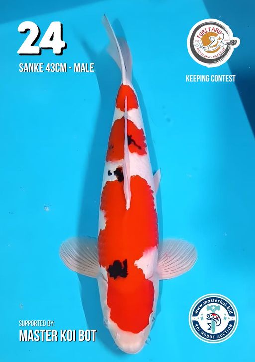 Lelang Koi Online, Jual Beli Ikan Koi, Pusat Jual Beli Koi, Info Lelang Koi Hari Ini, Platform Jual Beli Koi, Jual Beli Ikan Koi Online, Marketplace Ikan Koi, Jual Koi Terbaik, Tempat Beli Koi Berkualitas, Pasar Ikan Koi Online Terpercaya, Penjual Ikan Koi Terpercaya, Beli Koi Hias Online, Ikan Koi untuk Dijual, Koi Kualitas Terbaik, Toko Online Ikan Koi, Koi Hias Untuk Dijual, Jual Beli Ikan Koi Lokal, Koi Indonesia Online, Pusat Jual Beli Koi Terbesar