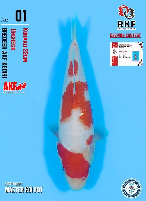 Lelang Koi Online, Jual Beli Ikan Koi, Pusat Jual Beli Koi, Info Lelang Koi Hari Ini, Platform Jual Beli Koi, Jual Beli Ikan Koi Online, Marketplace Ikan Koi, Jual Koi Terbaik, Tempat Beli Koi Berkualitas, Pasar Ikan Koi Online Terpercaya, Penjual Ikan Koi Terpercaya, Beli Koi Hias Online, Ikan Koi untuk Dijual, Koi Kualitas Terbaik, Toko Online Ikan Koi, Koi Hias Untuk Dijual, Jual Beli Ikan Koi Lokal, Koi Indonesia Online, Pusat Jual Beli Koi Terbesar