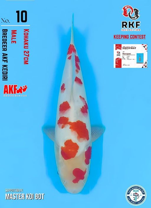 Lelang Koi Online, Jual Beli Ikan Koi, Pusat Jual Beli Koi, Info Lelang Koi Hari Ini, Platform Jual Beli Koi, Jual Beli Ikan Koi Online, Marketplace Ikan Koi, Jual Koi Terbaik, Tempat Beli Koi Berkualitas, Pasar Ikan Koi Online Terpercaya, Penjual Ikan Koi Terpercaya, Beli Koi Hias Online, Ikan Koi untuk Dijual, Koi Kualitas Terbaik, Toko Online Ikan Koi, Koi Hias Untuk Dijual, Jual Beli Ikan Koi Lokal, Koi Indonesia Online, Pusat Jual Beli Koi Terbesar