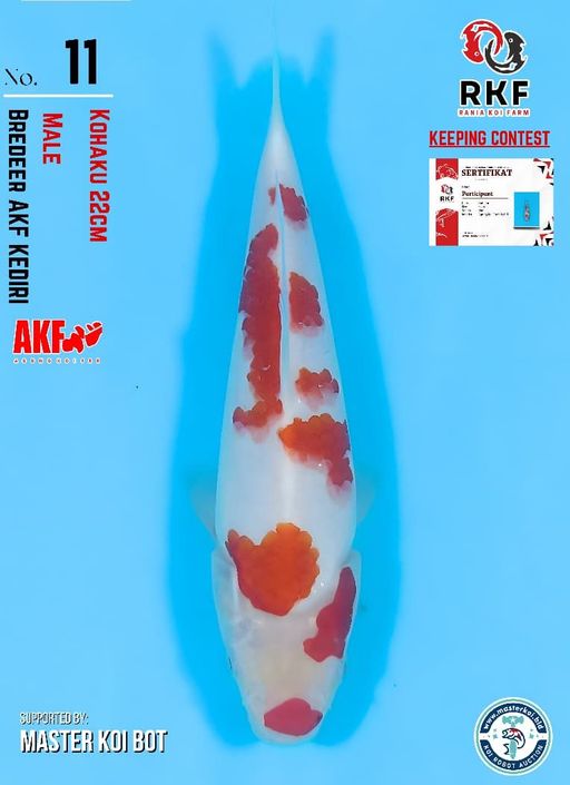 Lelang Koi Online, Jual Beli Ikan Koi, Pusat Jual Beli Koi, Info Lelang Koi Hari Ini, Platform Jual Beli Koi, Jual Beli Ikan Koi Online, Marketplace Ikan Koi, Jual Koi Terbaik, Tempat Beli Koi Berkualitas, Pasar Ikan Koi Online Terpercaya, Penjual Ikan Koi Terpercaya, Beli Koi Hias Online, Ikan Koi untuk Dijual, Koi Kualitas Terbaik, Toko Online Ikan Koi, Koi Hias Untuk Dijual, Jual Beli Ikan Koi Lokal, Koi Indonesia Online, Pusat Jual Beli Koi Terbesar