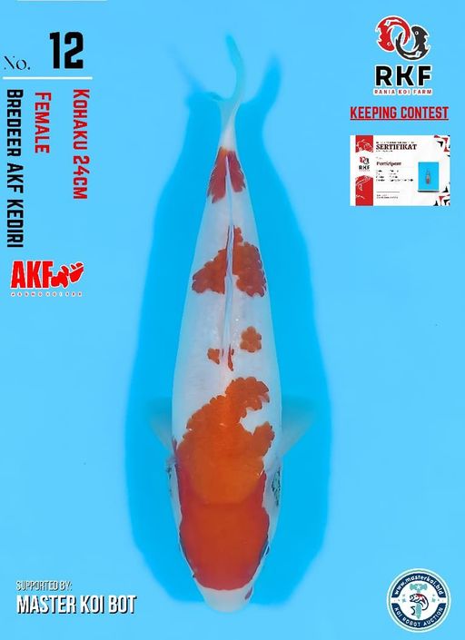 Lelang Koi Online, Jual Beli Ikan Koi, Pusat Jual Beli Koi, Info Lelang Koi Hari Ini, Platform Jual Beli Koi, Jual Beli Ikan Koi Online, Marketplace Ikan Koi, Jual Koi Terbaik, Tempat Beli Koi Berkualitas, Pasar Ikan Koi Online Terpercaya, Penjual Ikan Koi Terpercaya, Beli Koi Hias Online, Ikan Koi untuk Dijual, Koi Kualitas Terbaik, Toko Online Ikan Koi, Koi Hias Untuk Dijual, Jual Beli Ikan Koi Lokal, Koi Indonesia Online, Pusat Jual Beli Koi Terbesar