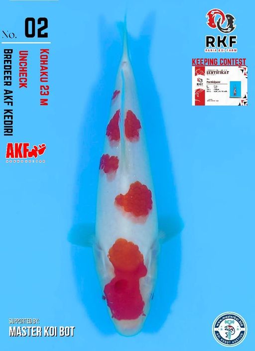 Lelang Koi Online, Jual Beli Ikan Koi, Pusat Jual Beli Koi, Info Lelang Koi Hari Ini, Platform Jual Beli Koi, Jual Beli Ikan Koi Online, Marketplace Ikan Koi, Jual Koi Terbaik, Tempat Beli Koi Berkualitas, Pasar Ikan Koi Online Terpercaya, Penjual Ikan Koi Terpercaya, Beli Koi Hias Online, Ikan Koi untuk Dijual, Koi Kualitas Terbaik, Toko Online Ikan Koi, Koi Hias Untuk Dijual, Jual Beli Ikan Koi Lokal, Koi Indonesia Online, Pusat Jual Beli Koi Terbesar