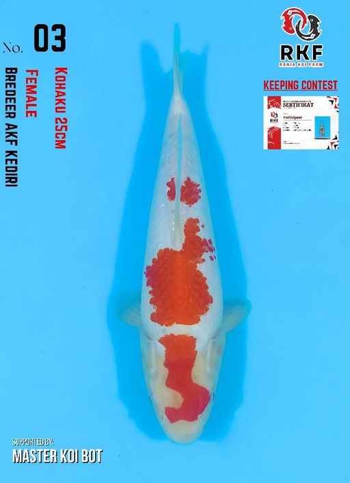 Lelang Koi Online, Jual Beli Ikan Koi, Pusat Jual Beli Koi, Info Lelang Koi Hari Ini, Platform Jual Beli Koi, Jual Beli Ikan Koi Online, Marketplace Ikan Koi, Jual Koi Terbaik, Tempat Beli Koi Berkualitas, Pasar Ikan Koi Online Terpercaya, Penjual Ikan Koi Terpercaya, Beli Koi Hias Online, Ikan Koi untuk Dijual, Koi Kualitas Terbaik, Toko Online Ikan Koi, Koi Hias Untuk Dijual, Jual Beli Ikan Koi Lokal, Koi Indonesia Online, Pusat Jual Beli Koi Terbesar