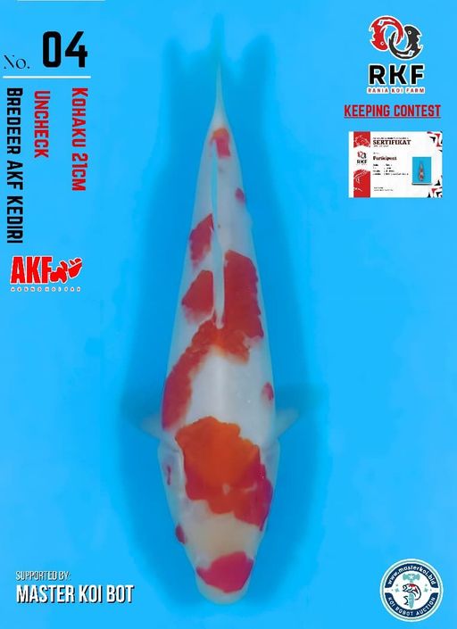 Lelang Koi Online, Jual Beli Ikan Koi, Pusat Jual Beli Koi, Info Lelang Koi Hari Ini, Platform Jual Beli Koi, Jual Beli Ikan Koi Online, Marketplace Ikan Koi, Jual Koi Terbaik, Tempat Beli Koi Berkualitas, Pasar Ikan Koi Online Terpercaya, Penjual Ikan Koi Terpercaya, Beli Koi Hias Online, Ikan Koi untuk Dijual, Koi Kualitas Terbaik, Toko Online Ikan Koi, Koi Hias Untuk Dijual, Jual Beli Ikan Koi Lokal, Koi Indonesia Online, Pusat Jual Beli Koi Terbesar