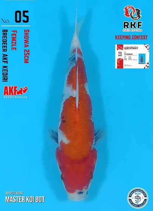 Lelang Koi Online, Jual Beli Ikan Koi, Pusat Jual Beli Koi, Info Lelang Koi Hari Ini, Platform Jual Beli Koi, Jual Beli Ikan Koi Online, Marketplace Ikan Koi, Jual Koi Terbaik, Tempat Beli Koi Berkualitas, Pasar Ikan Koi Online Terpercaya, Penjual Ikan Koi Terpercaya, Beli Koi Hias Online, Ikan Koi untuk Dijual, Koi Kualitas Terbaik, Toko Online Ikan Koi, Koi Hias Untuk Dijual, Jual Beli Ikan Koi Lokal, Koi Indonesia Online, Pusat Jual Beli Koi Terbesar