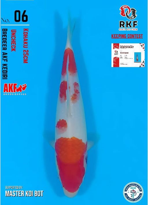 Lelang Koi Online, Jual Beli Ikan Koi, Pusat Jual Beli Koi, Info Lelang Koi Hari Ini, Platform Jual Beli Koi, Jual Beli Ikan Koi Online, Marketplace Ikan Koi, Jual Koi Terbaik, Tempat Beli Koi Berkualitas, Pasar Ikan Koi Online Terpercaya, Penjual Ikan Koi Terpercaya, Beli Koi Hias Online, Ikan Koi untuk Dijual, Koi Kualitas Terbaik, Toko Online Ikan Koi, Koi Hias Untuk Dijual, Jual Beli Ikan Koi Lokal, Koi Indonesia Online, Pusat Jual Beli Koi Terbesar