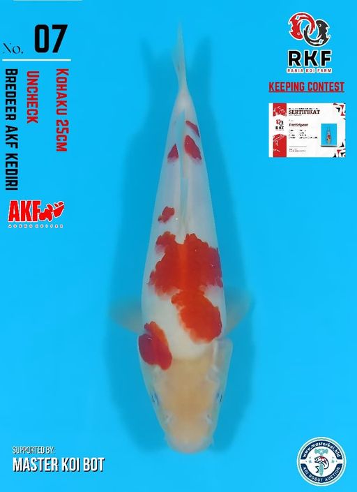 Lelang Koi Online, Jual Beli Ikan Koi, Pusat Jual Beli Koi, Info Lelang Koi Hari Ini, Platform Jual Beli Koi, Jual Beli Ikan Koi Online, Marketplace Ikan Koi, Jual Koi Terbaik, Tempat Beli Koi Berkualitas, Pasar Ikan Koi Online Terpercaya, Penjual Ikan Koi Terpercaya, Beli Koi Hias Online, Ikan Koi untuk Dijual, Koi Kualitas Terbaik, Toko Online Ikan Koi, Koi Hias Untuk Dijual, Jual Beli Ikan Koi Lokal, Koi Indonesia Online, Pusat Jual Beli Koi Terbesar