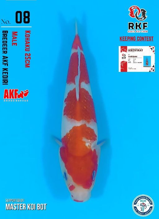 Lelang Koi Online, Jual Beli Ikan Koi, Pusat Jual Beli Koi, Info Lelang Koi Hari Ini, Platform Jual Beli Koi, Jual Beli Ikan Koi Online, Marketplace Ikan Koi, Jual Koi Terbaik, Tempat Beli Koi Berkualitas, Pasar Ikan Koi Online Terpercaya, Penjual Ikan Koi Terpercaya, Beli Koi Hias Online, Ikan Koi untuk Dijual, Koi Kualitas Terbaik, Toko Online Ikan Koi, Koi Hias Untuk Dijual, Jual Beli Ikan Koi Lokal, Koi Indonesia Online, Pusat Jual Beli Koi Terbesar