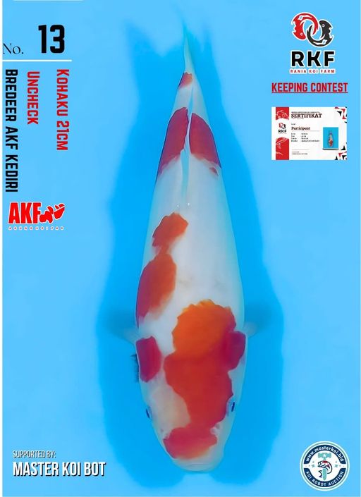 Lelang Koi Online, Jual Beli Ikan Koi, Pusat Jual Beli Koi, Info Lelang Koi Hari Ini, Platform Jual Beli Koi, Jual Beli Ikan Koi Online, Marketplace Ikan Koi, Jual Koi Terbaik, Tempat Beli Koi Berkualitas, Pasar Ikan Koi Online Terpercaya, Penjual Ikan Koi Terpercaya, Beli Koi Hias Online, Ikan Koi untuk Dijual, Koi Kualitas Terbaik, Toko Online Ikan Koi, Koi Hias Untuk Dijual, Jual Beli Ikan Koi Lokal, Koi Indonesia Online, Pusat Jual Beli Koi Terbesar