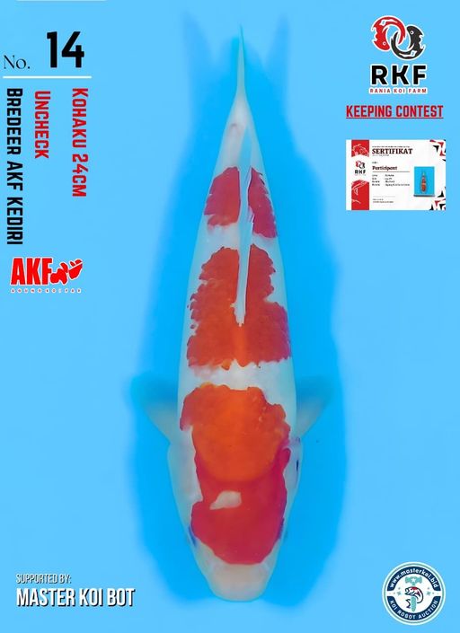 Lelang Koi Online, Jual Beli Ikan Koi, Pusat Jual Beli Koi, Info Lelang Koi Hari Ini, Platform Jual Beli Koi, Jual Beli Ikan Koi Online, Marketplace Ikan Koi, Jual Koi Terbaik, Tempat Beli Koi Berkualitas, Pasar Ikan Koi Online Terpercaya, Penjual Ikan Koi Terpercaya, Beli Koi Hias Online, Ikan Koi untuk Dijual, Koi Kualitas Terbaik, Toko Online Ikan Koi, Koi Hias Untuk Dijual, Jual Beli Ikan Koi Lokal, Koi Indonesia Online, Pusat Jual Beli Koi Terbesar