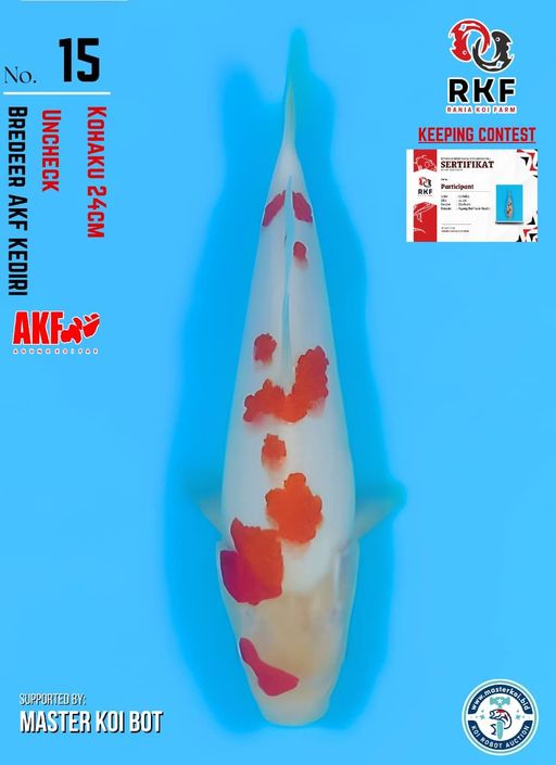 Lelang Koi Online, Jual Beli Ikan Koi, Pusat Jual Beli Koi, Info Lelang Koi Hari Ini, Platform Jual Beli Koi, Jual Beli Ikan Koi Online, Marketplace Ikan Koi, Jual Koi Terbaik, Tempat Beli Koi Berkualitas, Pasar Ikan Koi Online Terpercaya, Penjual Ikan Koi Terpercaya, Beli Koi Hias Online, Ikan Koi untuk Dijual, Koi Kualitas Terbaik, Toko Online Ikan Koi, Koi Hias Untuk Dijual, Jual Beli Ikan Koi Lokal, Koi Indonesia Online, Pusat Jual Beli Koi Terbesar