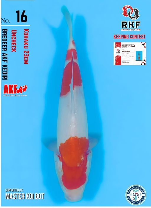 Lelang Koi Online, Jual Beli Ikan Koi, Pusat Jual Beli Koi, Info Lelang Koi Hari Ini, Platform Jual Beli Koi, Jual Beli Ikan Koi Online, Marketplace Ikan Koi, Jual Koi Terbaik, Tempat Beli Koi Berkualitas, Pasar Ikan Koi Online Terpercaya, Penjual Ikan Koi Terpercaya, Beli Koi Hias Online, Ikan Koi untuk Dijual, Koi Kualitas Terbaik, Toko Online Ikan Koi, Koi Hias Untuk Dijual, Jual Beli Ikan Koi Lokal, Koi Indonesia Online, Pusat Jual Beli Koi Terbesar