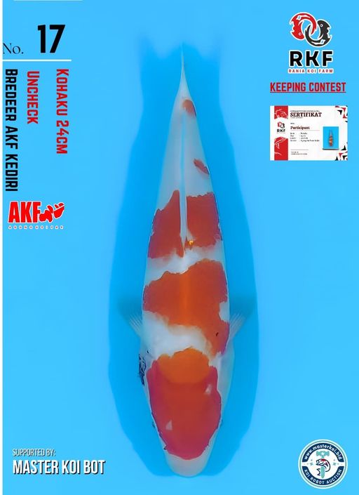 Lelang Koi Online, Jual Beli Ikan Koi, Pusat Jual Beli Koi, Info Lelang Koi Hari Ini, Platform Jual Beli Koi, Jual Beli Ikan Koi Online, Marketplace Ikan Koi, Jual Koi Terbaik, Tempat Beli Koi Berkualitas, Pasar Ikan Koi Online Terpercaya, Penjual Ikan Koi Terpercaya, Beli Koi Hias Online, Ikan Koi untuk Dijual, Koi Kualitas Terbaik, Toko Online Ikan Koi, Koi Hias Untuk Dijual, Jual Beli Ikan Koi Lokal, Koi Indonesia Online, Pusat Jual Beli Koi Terbesar