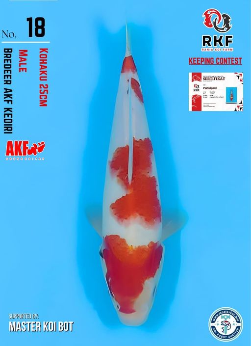 Lelang Koi Online, Jual Beli Ikan Koi, Pusat Jual Beli Koi, Info Lelang Koi Hari Ini, Platform Jual Beli Koi, Jual Beli Ikan Koi Online, Marketplace Ikan Koi, Jual Koi Terbaik, Tempat Beli Koi Berkualitas, Pasar Ikan Koi Online Terpercaya, Penjual Ikan Koi Terpercaya, Beli Koi Hias Online, Ikan Koi untuk Dijual, Koi Kualitas Terbaik, Toko Online Ikan Koi, Koi Hias Untuk Dijual, Jual Beli Ikan Koi Lokal, Koi Indonesia Online, Pusat Jual Beli Koi Terbesar