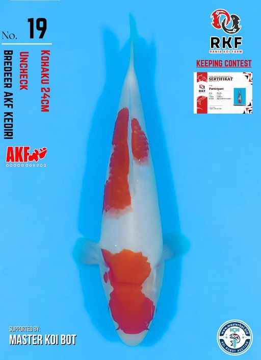 Lelang Koi Online, Jual Beli Ikan Koi, Pusat Jual Beli Koi, Info Lelang Koi Hari Ini, Platform Jual Beli Koi, Jual Beli Ikan Koi Online, Marketplace Ikan Koi, Jual Koi Terbaik, Tempat Beli Koi Berkualitas, Pasar Ikan Koi Online Terpercaya, Penjual Ikan Koi Terpercaya, Beli Koi Hias Online, Ikan Koi untuk Dijual, Koi Kualitas Terbaik, Toko Online Ikan Koi, Koi Hias Untuk Dijual, Jual Beli Ikan Koi Lokal, Koi Indonesia Online, Pusat Jual Beli Koi Terbesar