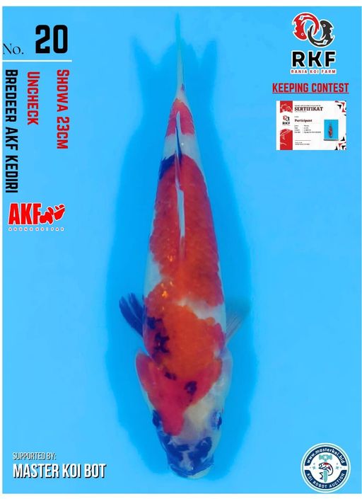 Lelang Koi Online, Jual Beli Ikan Koi, Pusat Jual Beli Koi, Info Lelang Koi Hari Ini, Platform Jual Beli Koi, Jual Beli Ikan Koi Online, Marketplace Ikan Koi, Jual Koi Terbaik, Tempat Beli Koi Berkualitas, Pasar Ikan Koi Online Terpercaya, Penjual Ikan Koi Terpercaya, Beli Koi Hias Online, Ikan Koi untuk Dijual, Koi Kualitas Terbaik, Toko Online Ikan Koi, Koi Hias Untuk Dijual, Jual Beli Ikan Koi Lokal, Koi Indonesia Online, Pusat Jual Beli Koi Terbesar