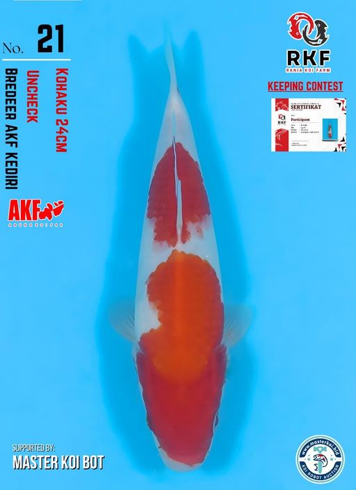 Lelang Koi Online, Jual Beli Ikan Koi, Pusat Jual Beli Koi, Info Lelang Koi Hari Ini, Platform Jual Beli Koi, Jual Beli Ikan Koi Online, Marketplace Ikan Koi, Jual Koi Terbaik, Tempat Beli Koi Berkualitas, Pasar Ikan Koi Online Terpercaya, Penjual Ikan Koi Terpercaya, Beli Koi Hias Online, Ikan Koi untuk Dijual, Koi Kualitas Terbaik, Toko Online Ikan Koi, Koi Hias Untuk Dijual, Jual Beli Ikan Koi Lokal, Koi Indonesia Online, Pusat Jual Beli Koi Terbesar