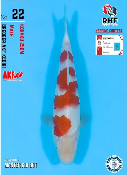 Lelang Koi Online, Jual Beli Ikan Koi, Pusat Jual Beli Koi, Info Lelang Koi Hari Ini, Platform Jual Beli Koi, Jual Beli Ikan Koi Online, Marketplace Ikan Koi, Jual Koi Terbaik, Tempat Beli Koi Berkualitas, Pasar Ikan Koi Online Terpercaya, Penjual Ikan Koi Terpercaya, Beli Koi Hias Online, Ikan Koi untuk Dijual, Koi Kualitas Terbaik, Toko Online Ikan Koi, Koi Hias Untuk Dijual, Jual Beli Ikan Koi Lokal, Koi Indonesia Online, Pusat Jual Beli Koi Terbesar